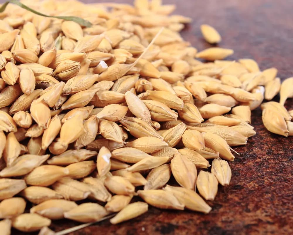Pile of golden barley grains