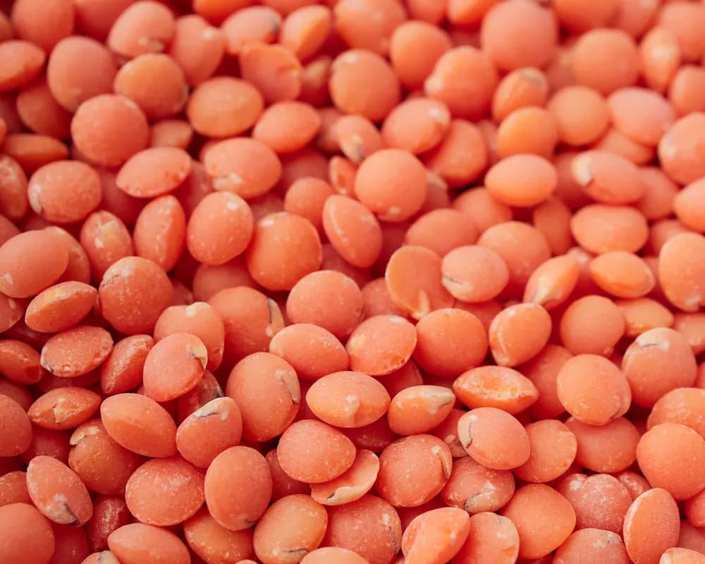 Close-up of orange lentils