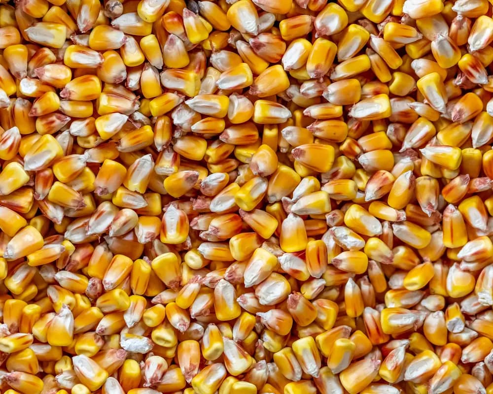 Close-up of vibrant yellow corn kernels