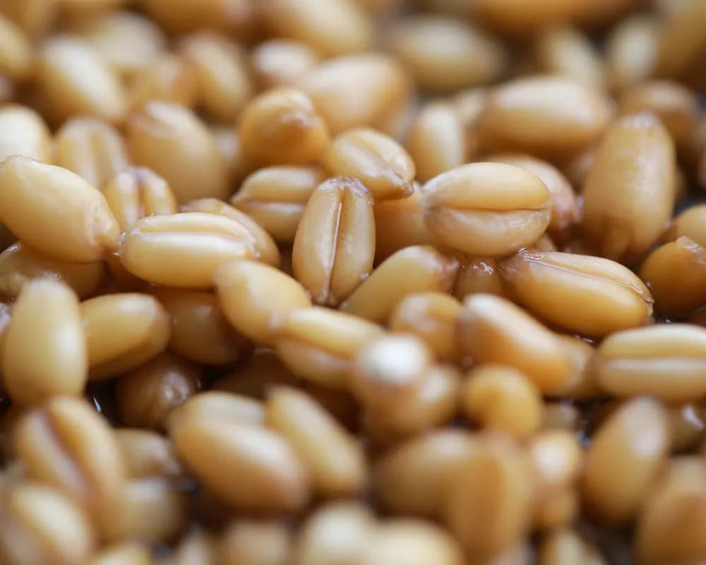 Close-up of wheat berries