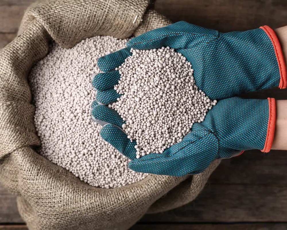 Hands holding phosphate fertiliser pellets over a sack