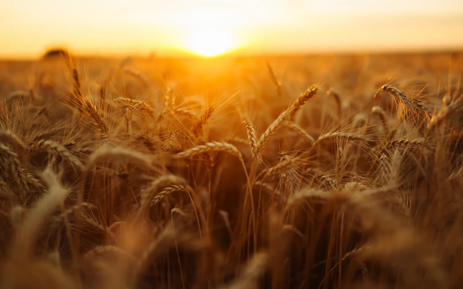 Golden wheat field at sunrise