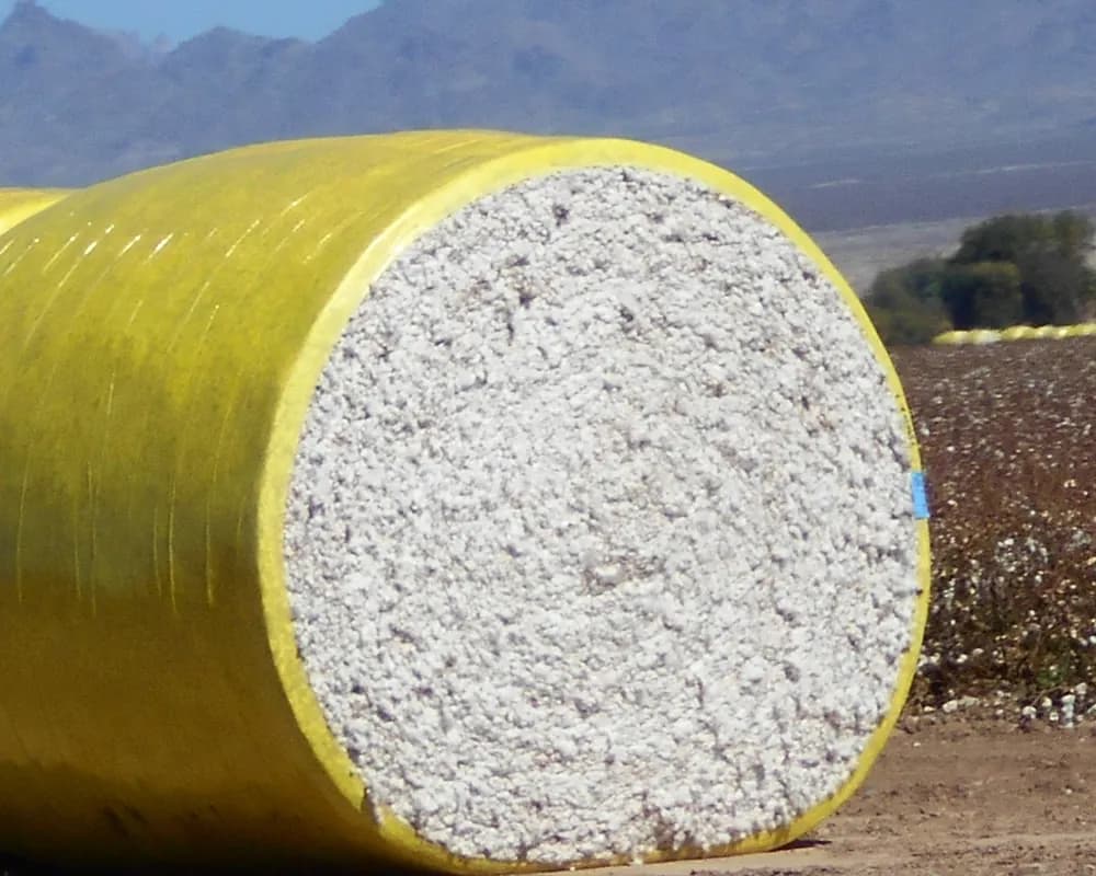 Harvested cotton bale
