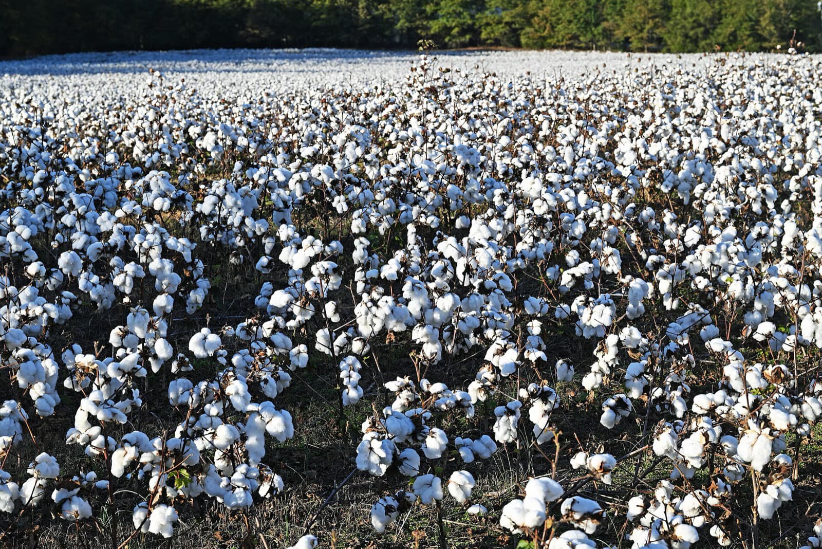 Cotton field ready for textile fibre sourcing