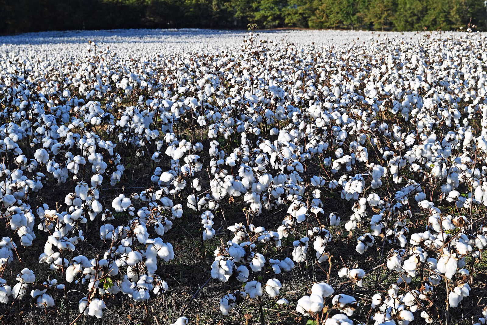 StratX Resources - Raw Cotton Crop and Harvest